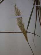 Image of silver beardgrass