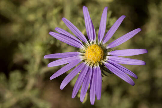 Machaeranthera tanacetifolia (Kunth) Nees resmi