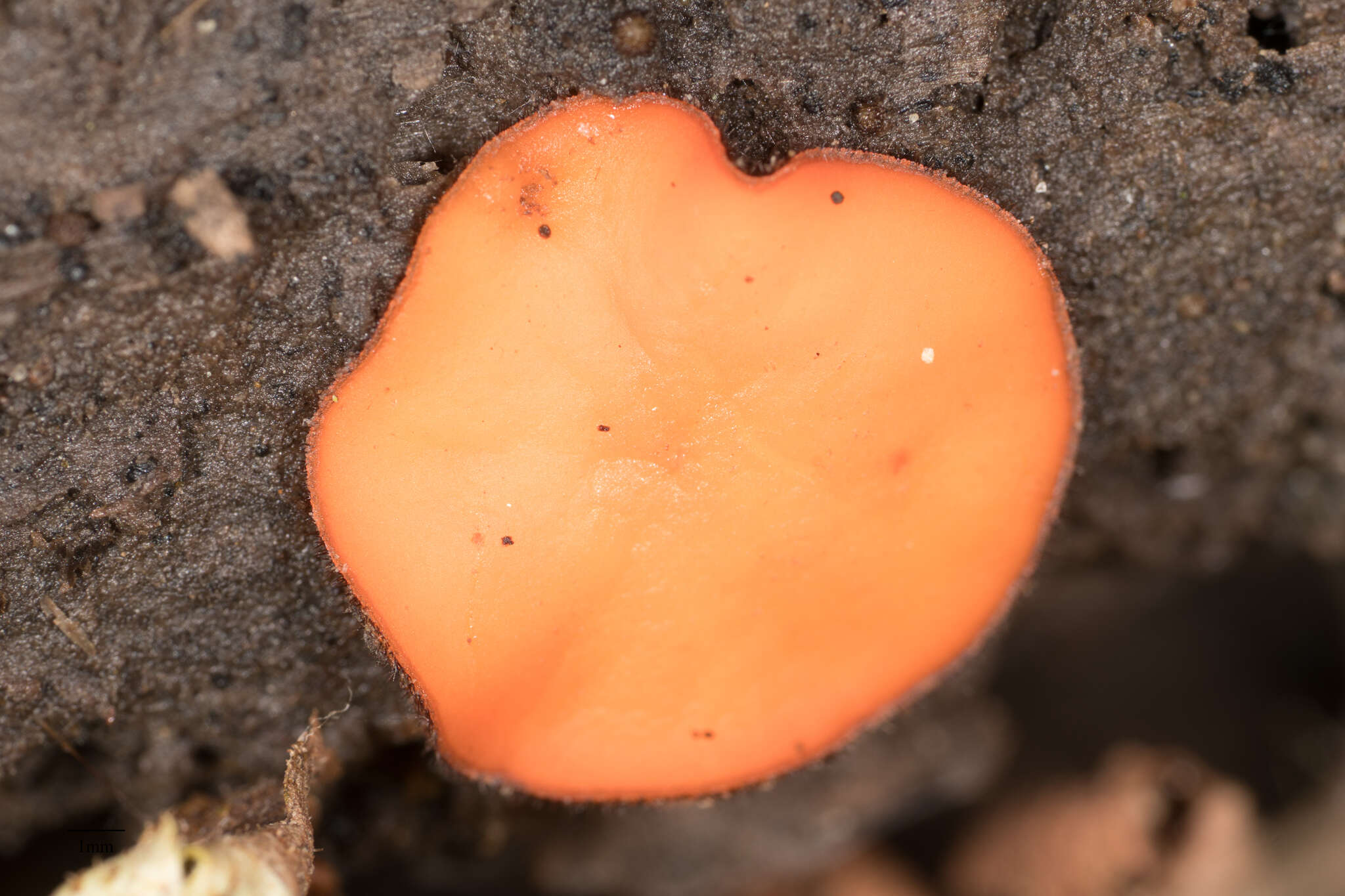 Image of Scutellinia scutellata (L.) Lambotte 1887