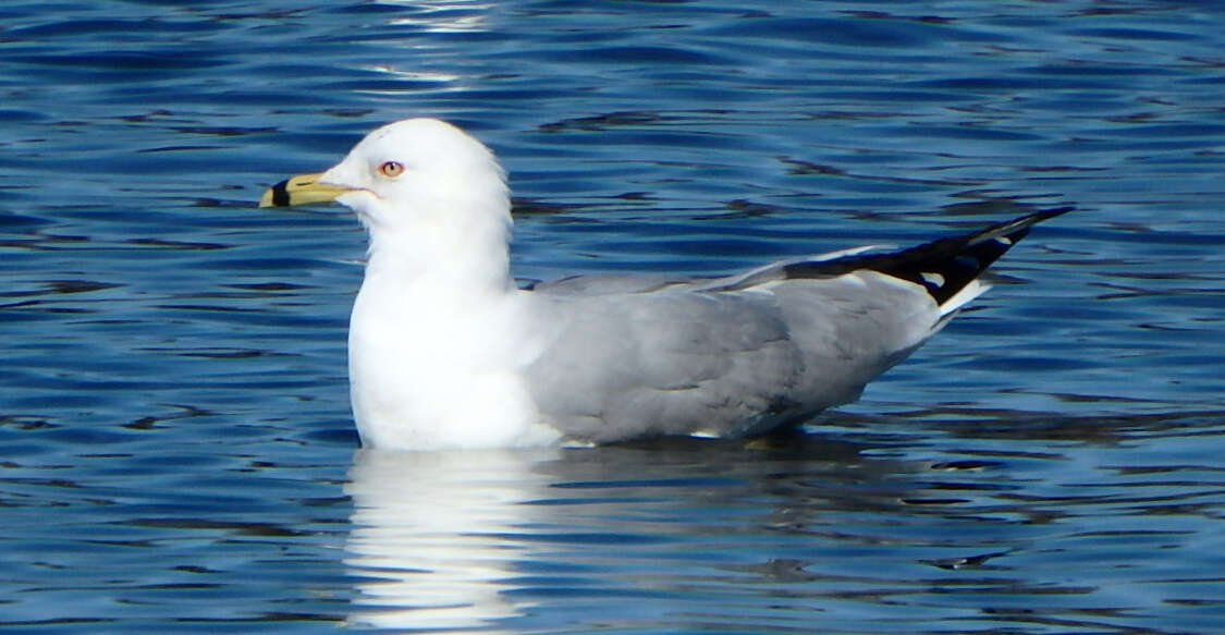 Image of Ring-billed Gull