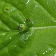 Helwingia japonica (Thunb. ex Murray) F. G. Dietrich resmi