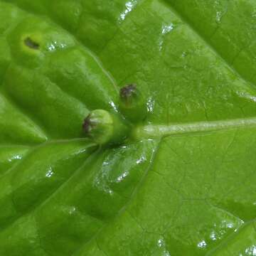 Helwingia japonica (Thunb. ex Murray) F. G. Dietrich resmi