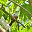 Image of Micronesian Imperial Pigeon