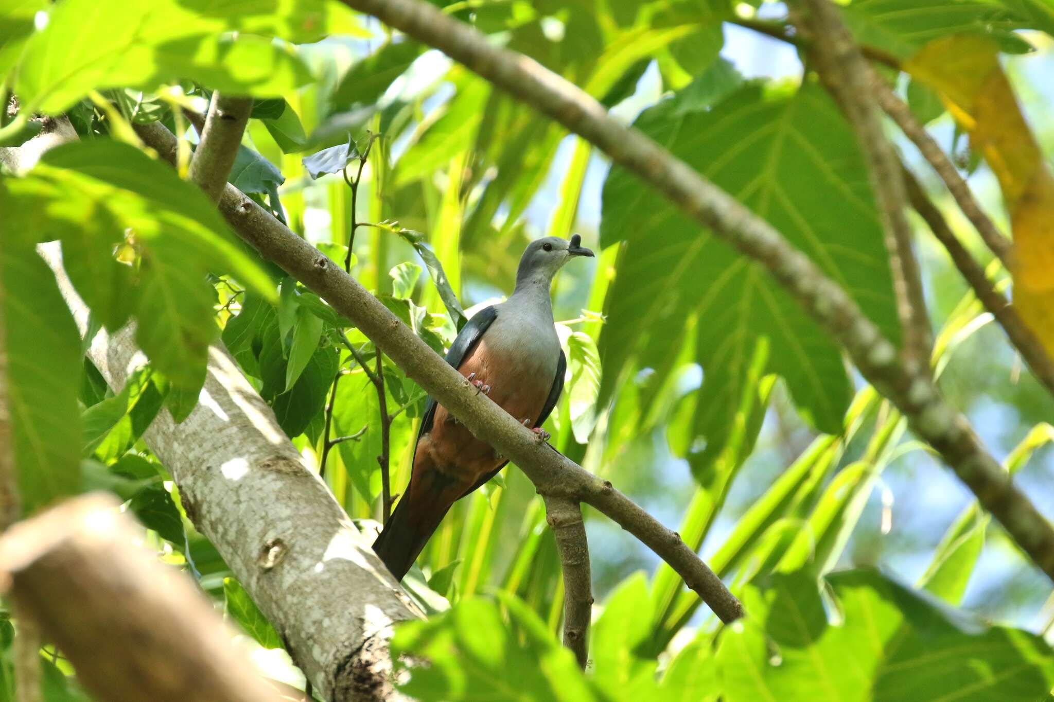 Image of Micronesian Imperial Pigeon