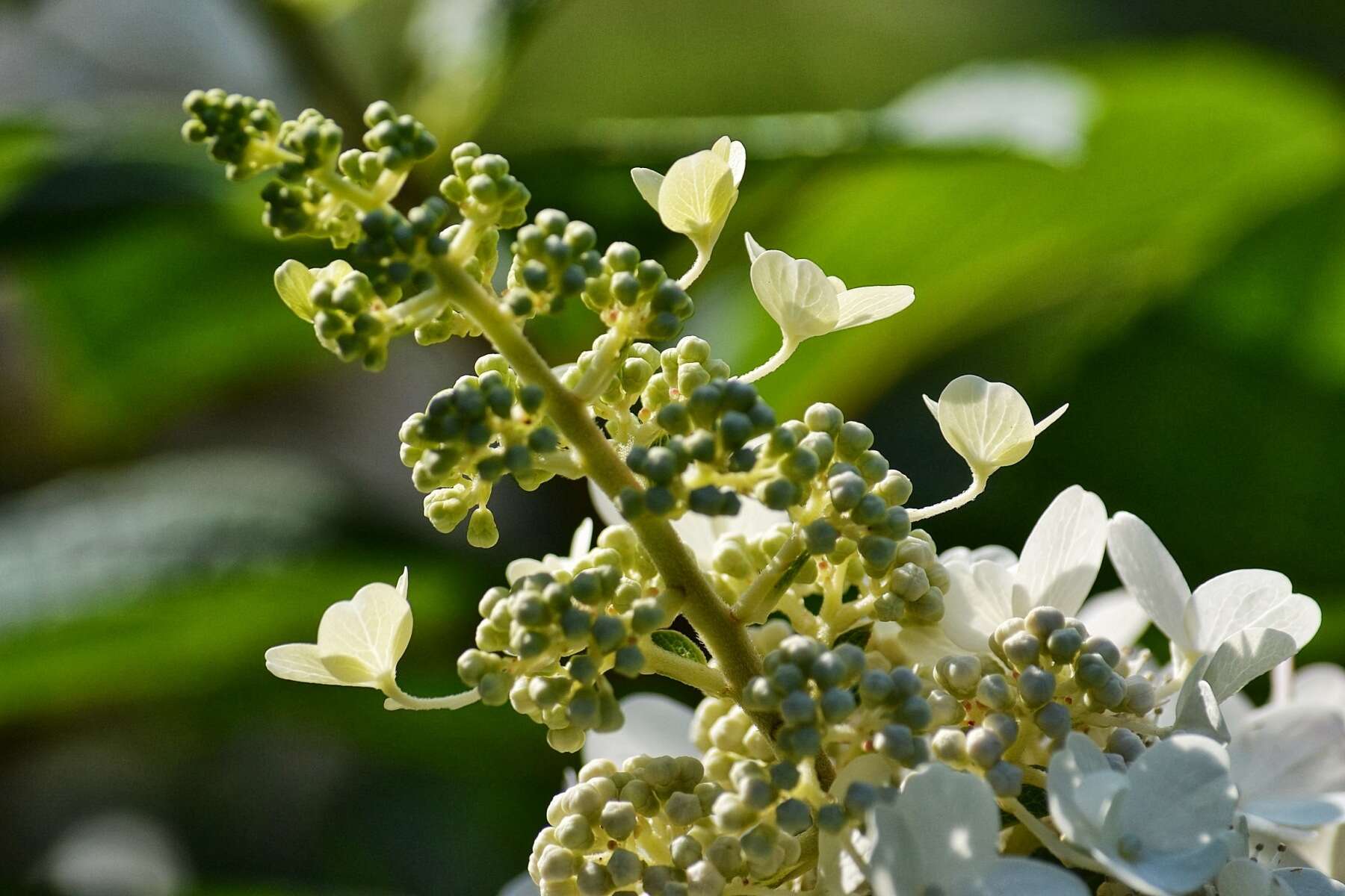 Image of panicled hydrangea