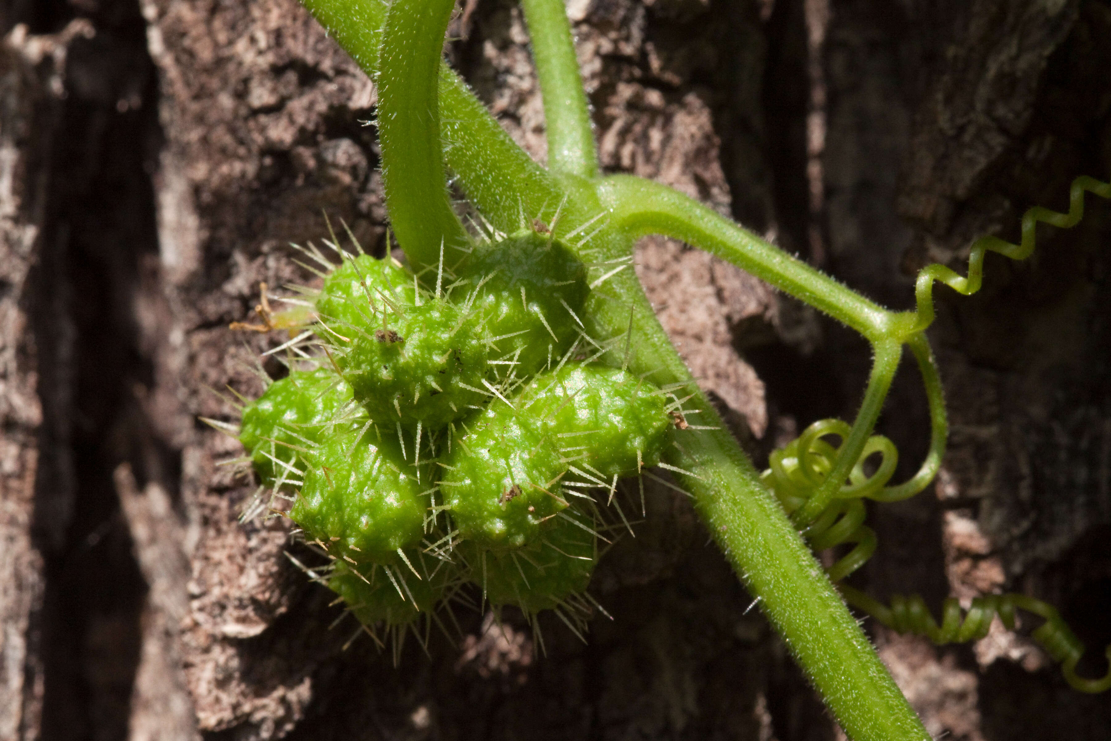 Image of bur cucumber