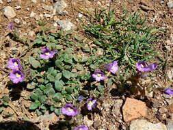 Слика од Chaenorhinum origanifolium (L.) Fourr.