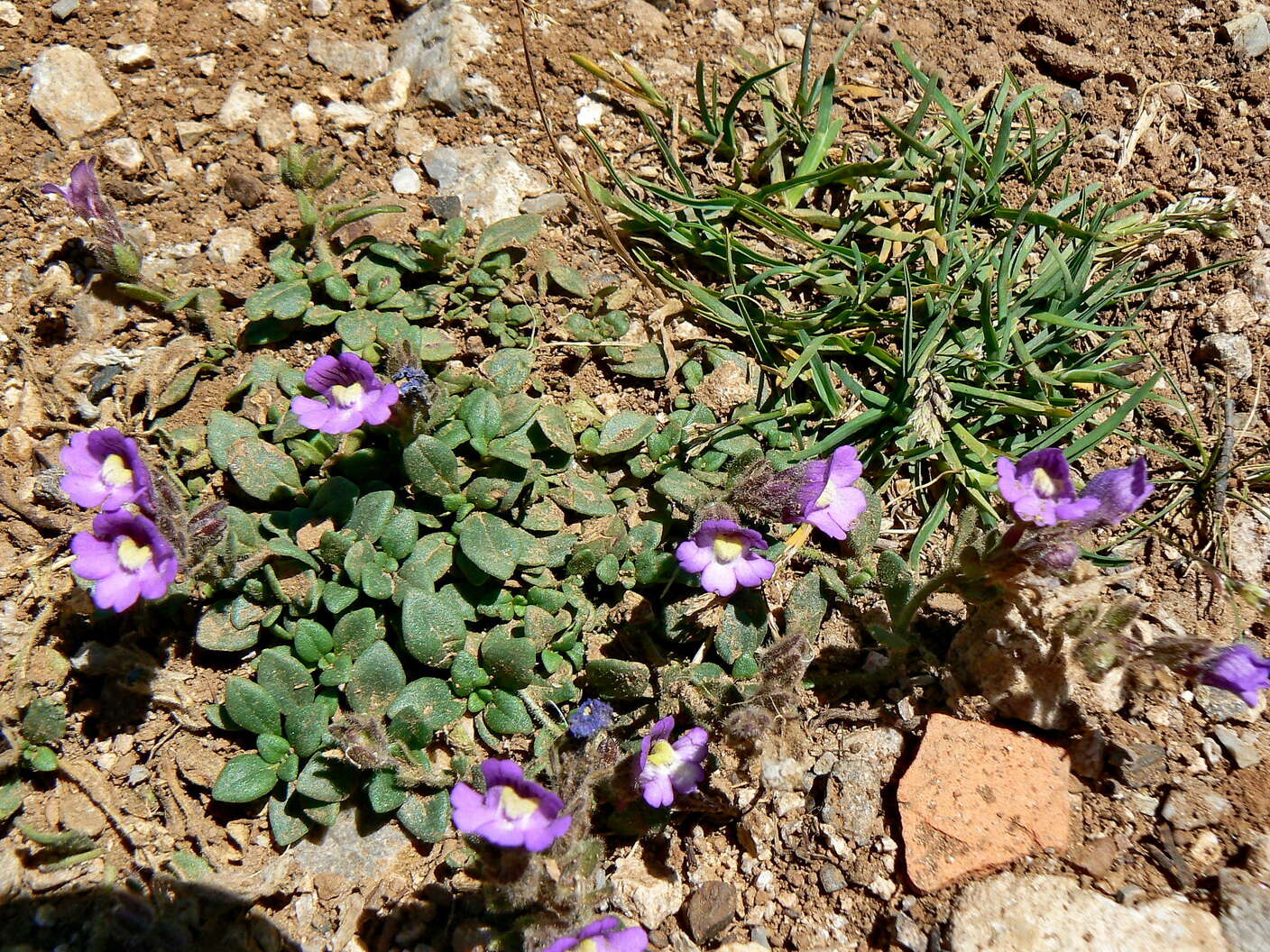 Image of Chaenorhinum origanifolium (L.) Fourr.