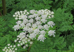 Image of Norwegian angelica