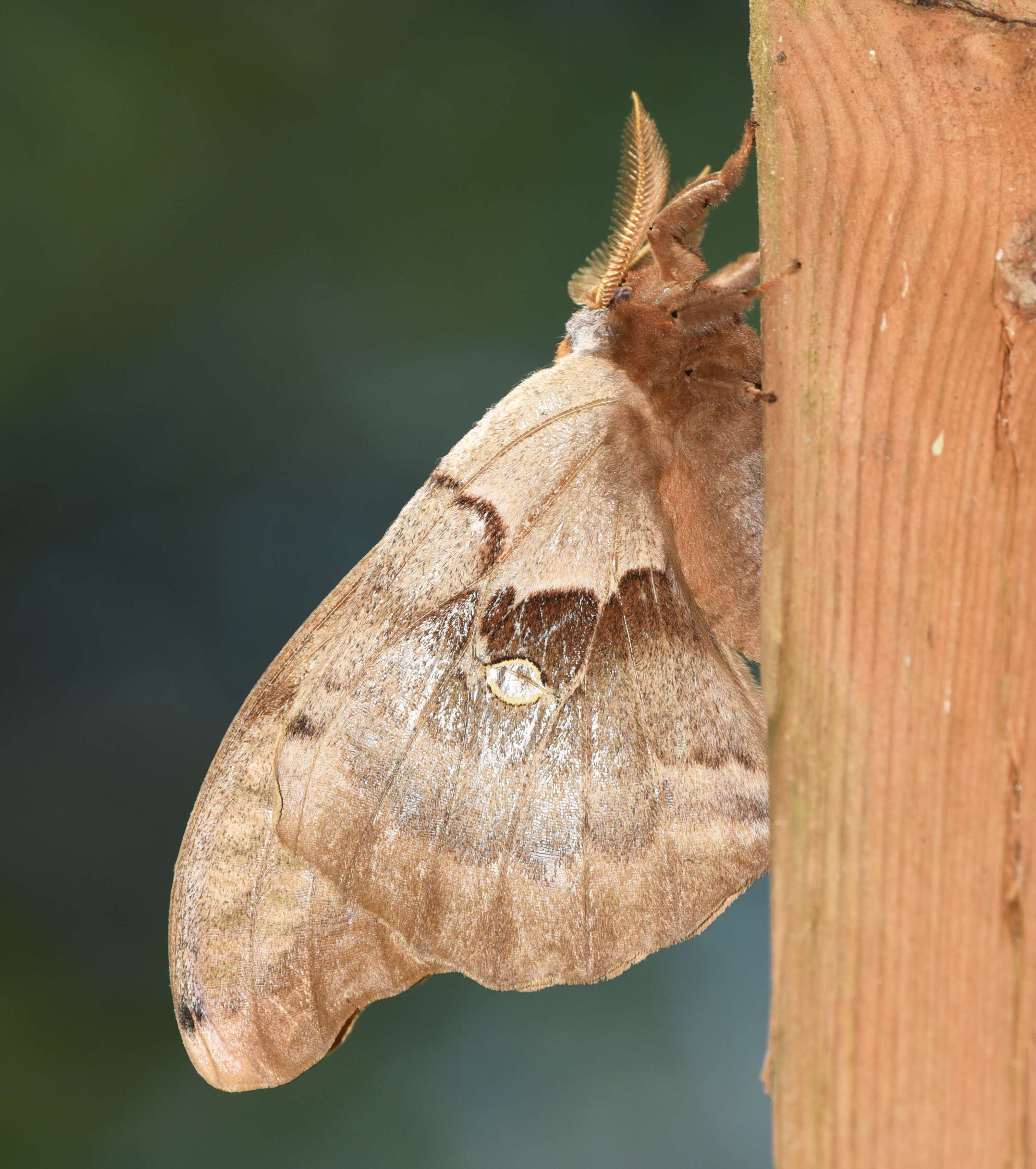 Image of Antheraea subgen. Telea Hübner (1819)