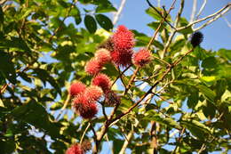 Image of rambutan