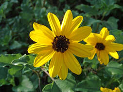 Image of cucumberleaf sunflower