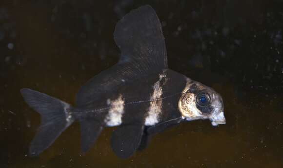 Image of Myxocyprinus