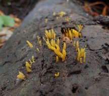 Imagem de Calocera cornea (Batsch) Fr. 1827