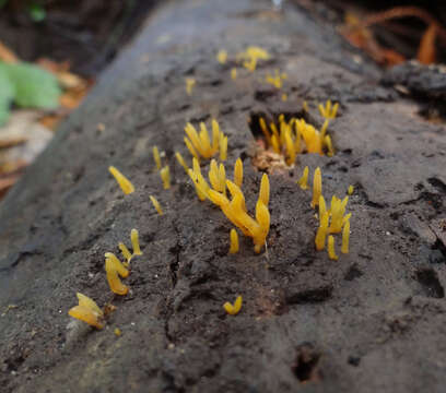 Imagem de Calocera cornea (Batsch) Fr. 1827