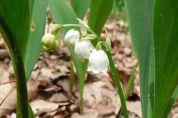 Image of convallaria