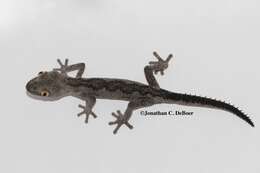 Image of spiny-tailed geckos