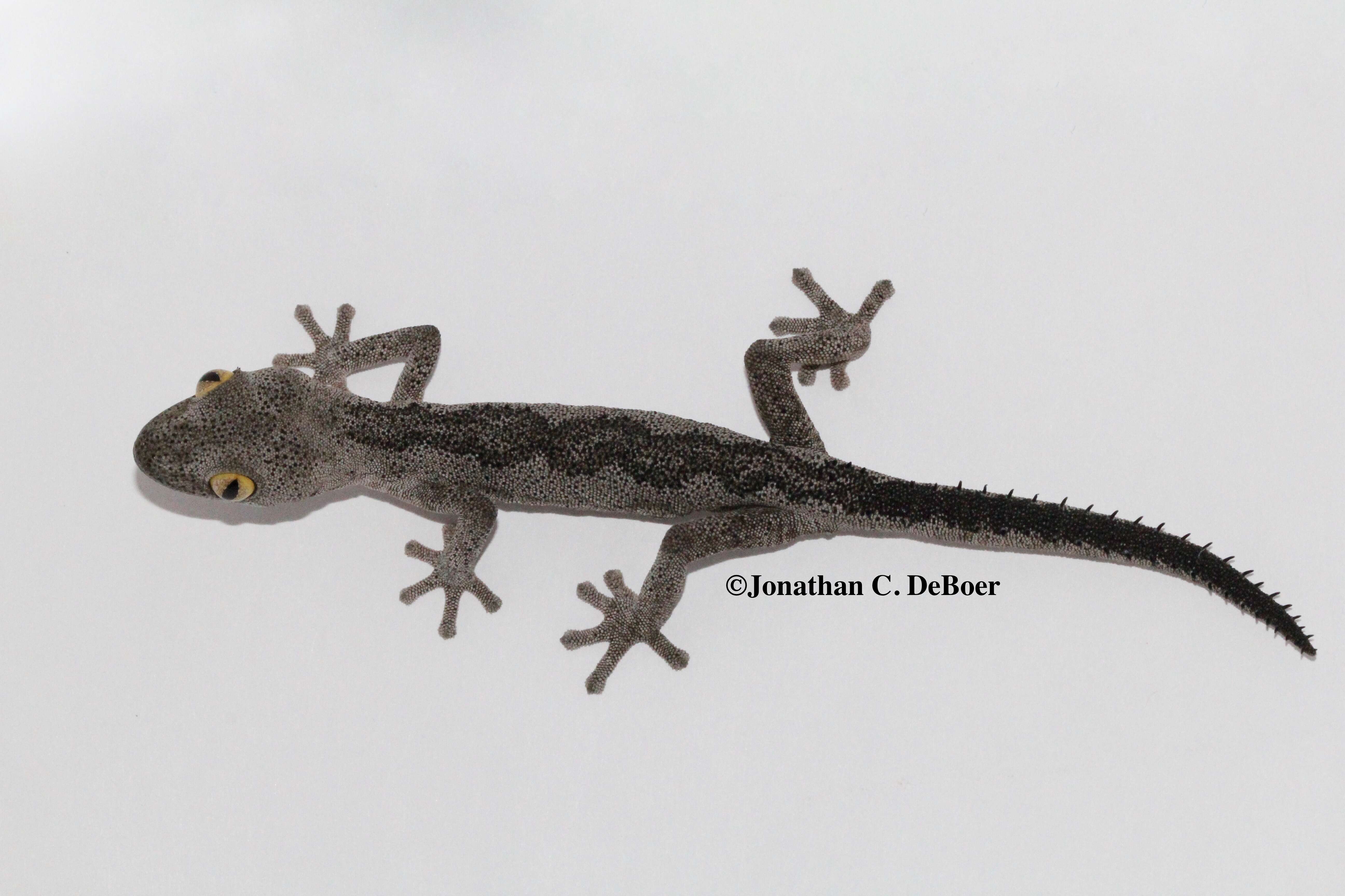 Image of spiny-tailed geckos