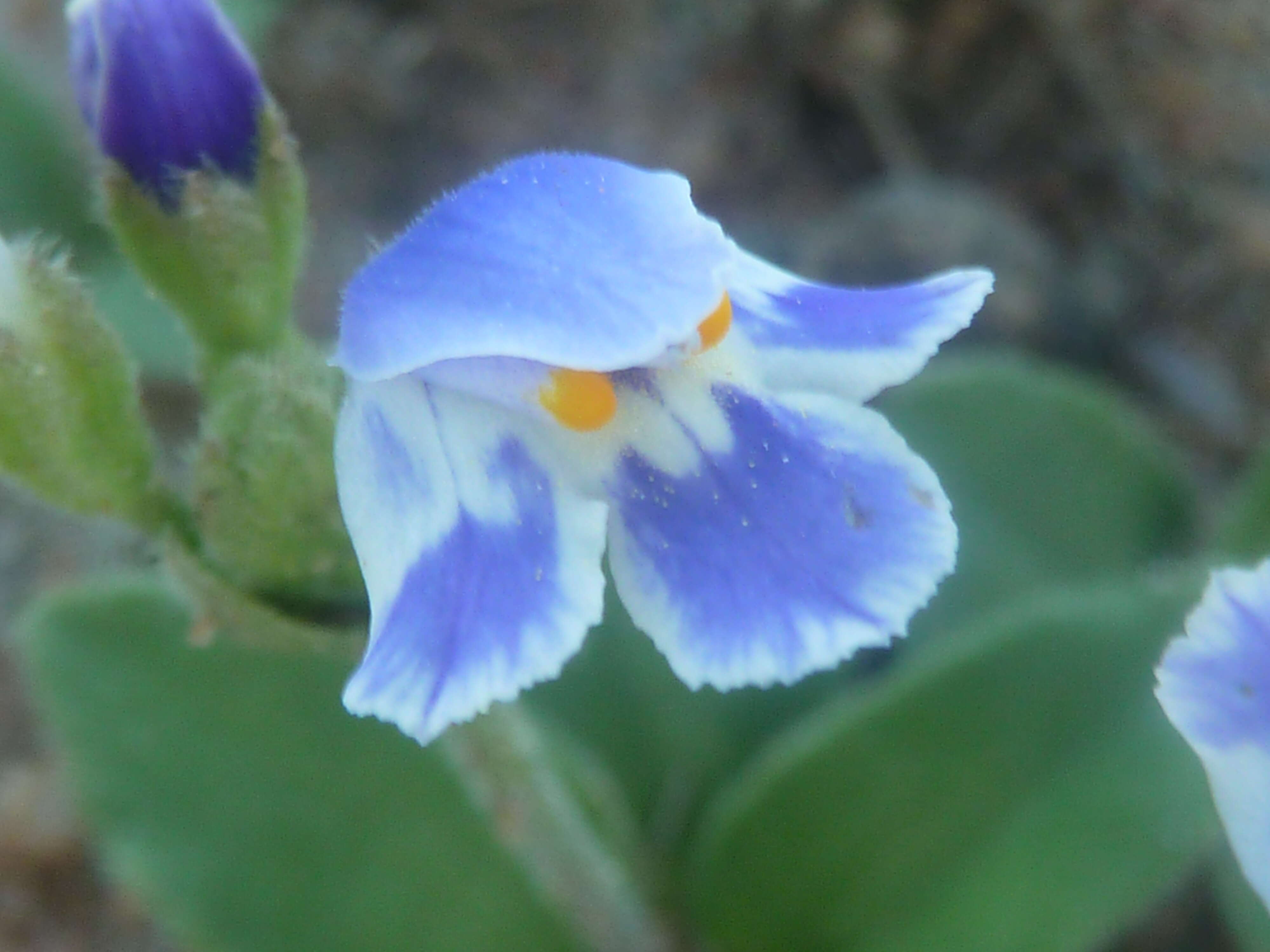 Image de Craterostigma plantagineum Hochst.