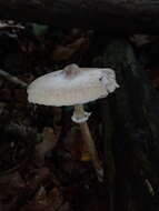 Слика од Macrolepiota mastoidea (Fr.) Singer 1951