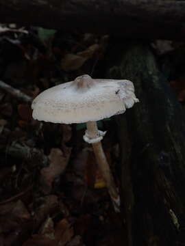 Macrolepiota mastoidea (Fr.) Singer 1951 resmi