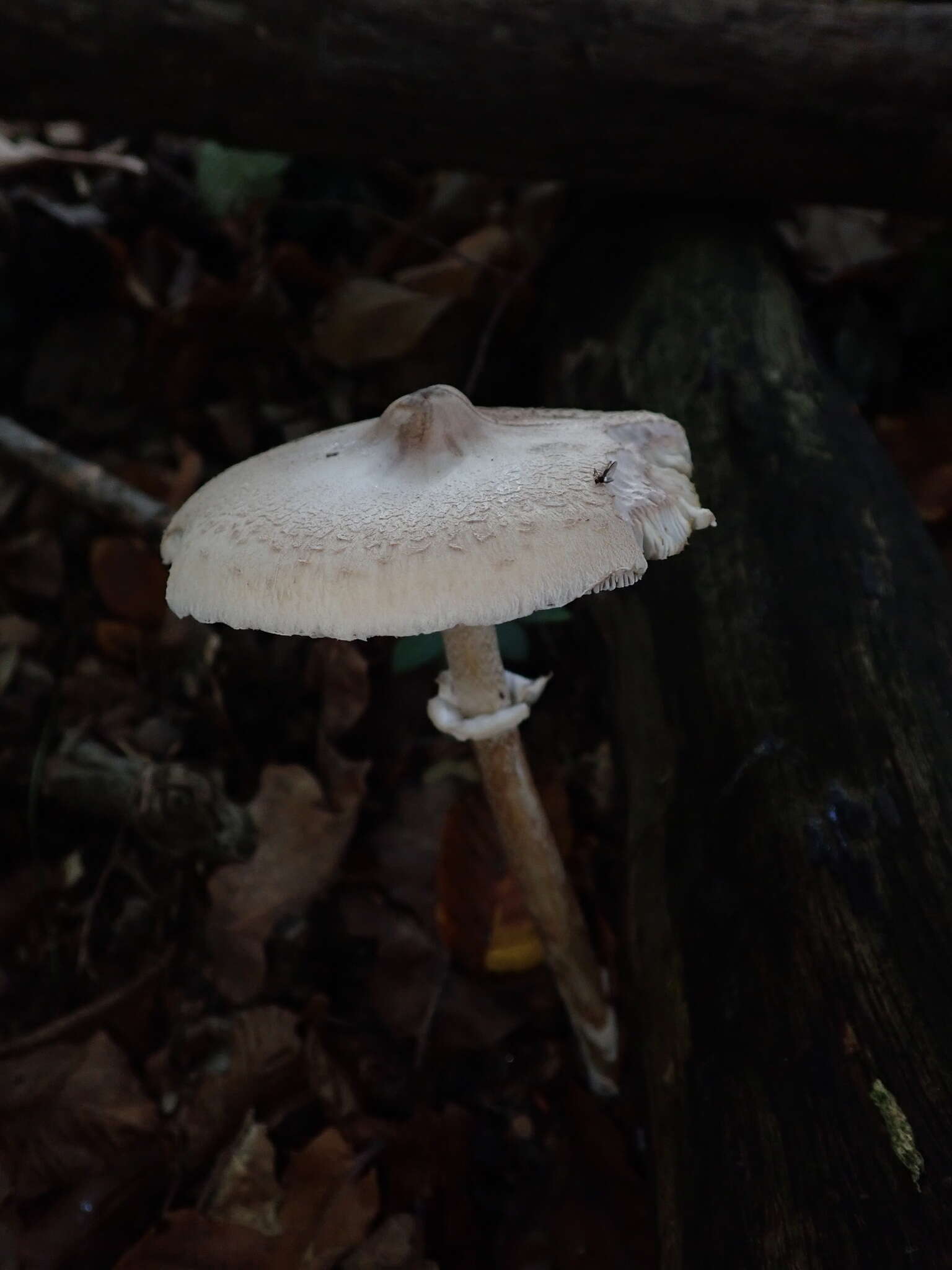 Слика од Macrolepiota mastoidea (Fr.) Singer 1951