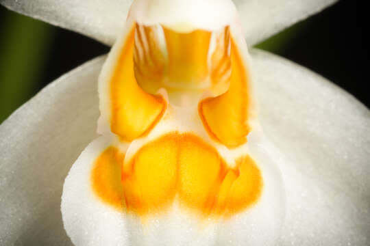 Image of Coelogyne nitida (Wall. ex D. Don) Lindl.