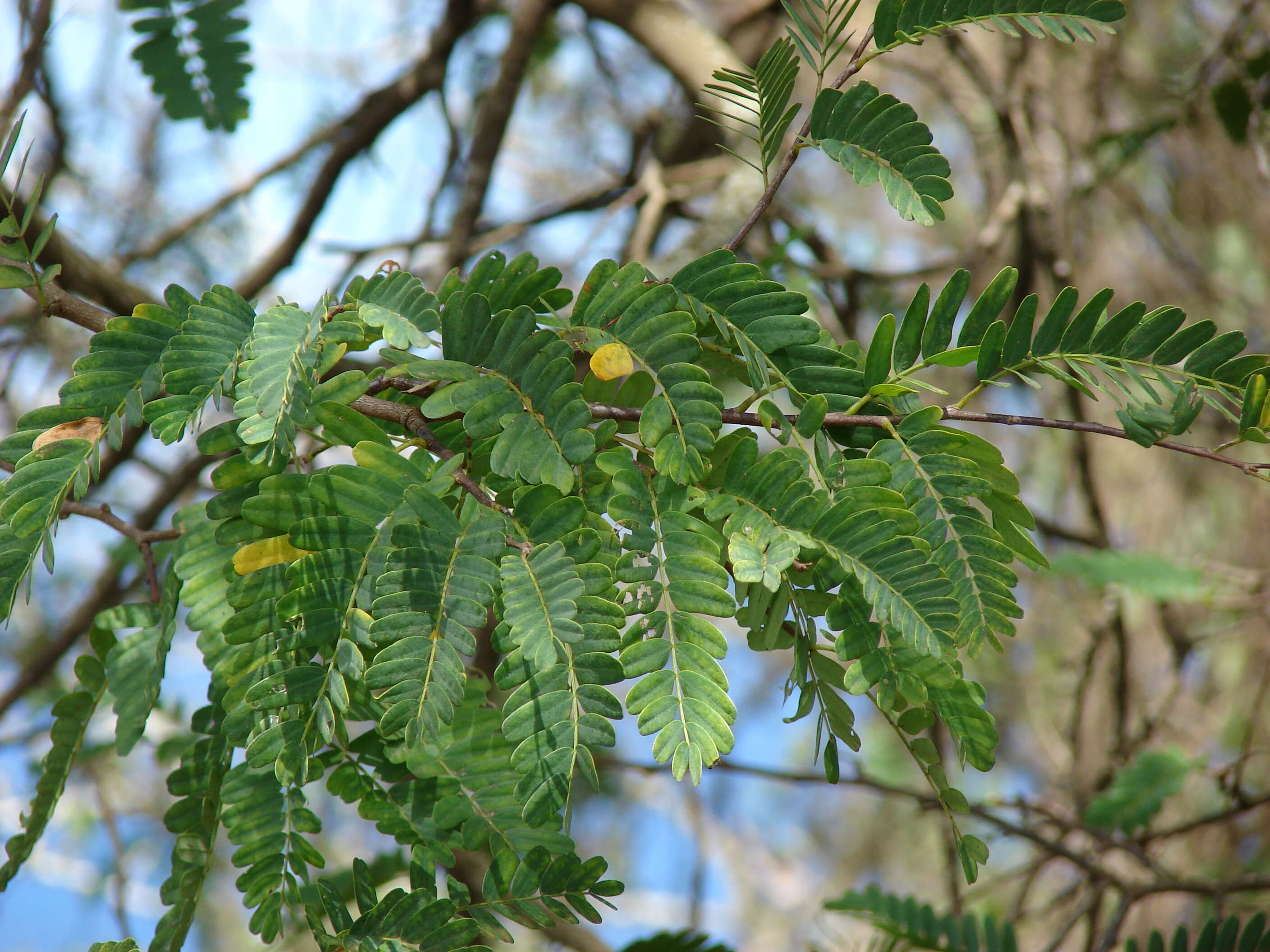 Plancia ëd Tamarindus