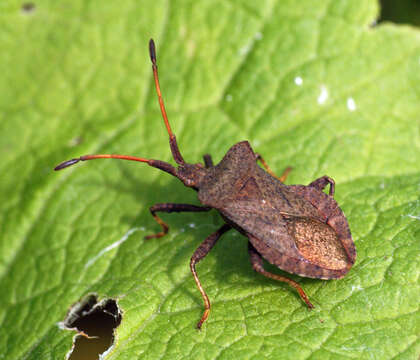 Image of Coreus