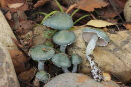 Plancia ëd Stropharia caerulea Kreisel 1979