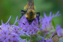 Слика од Liatris aspera Michx.