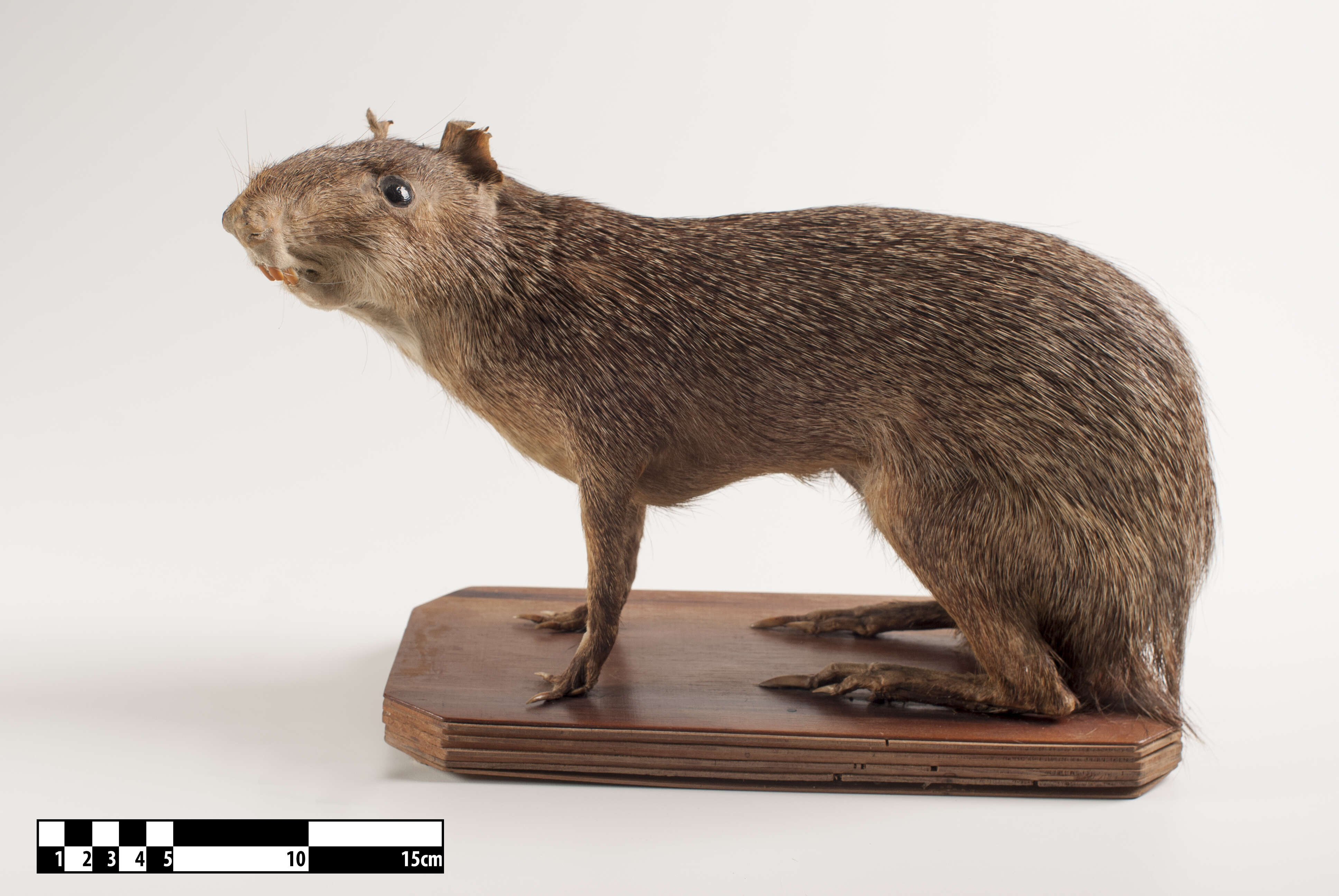 Image of Brazilian Agouti