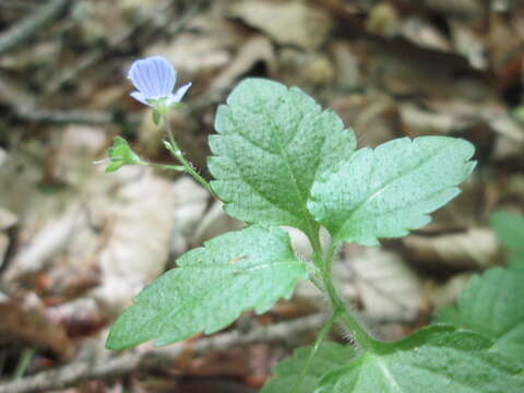 Image of Wood speedwell