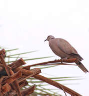 Image of Collared Dove