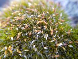 Image of pulvinate dry rock moss