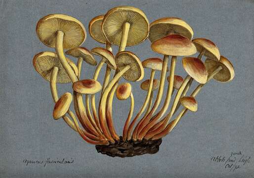 Image of Hypholoma fasciculare (Huds.) P. Kumm. 1871