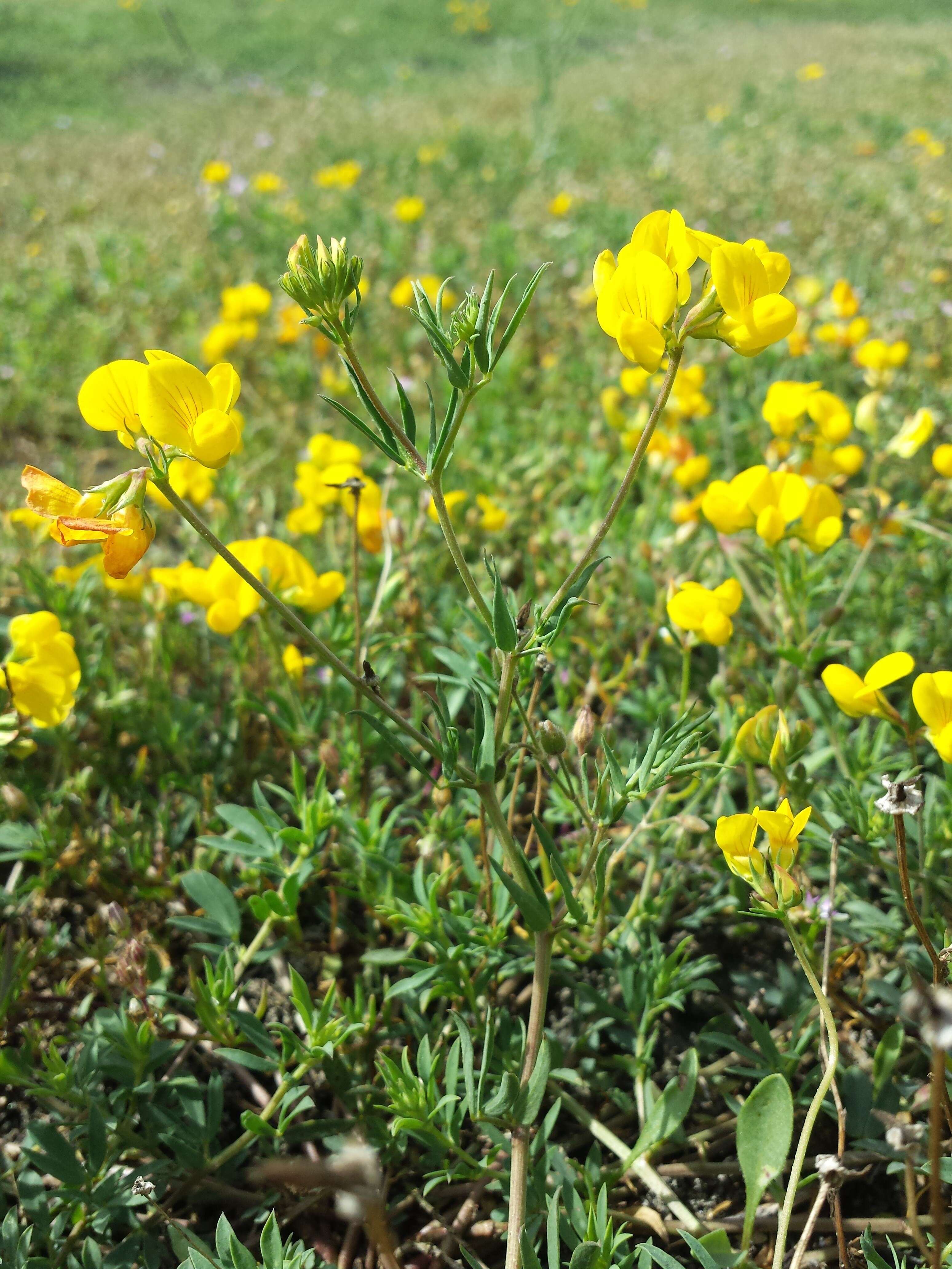 Image of Narrow-leaved Bird's-foot-trefoil