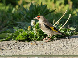 Image of European Goldfinch