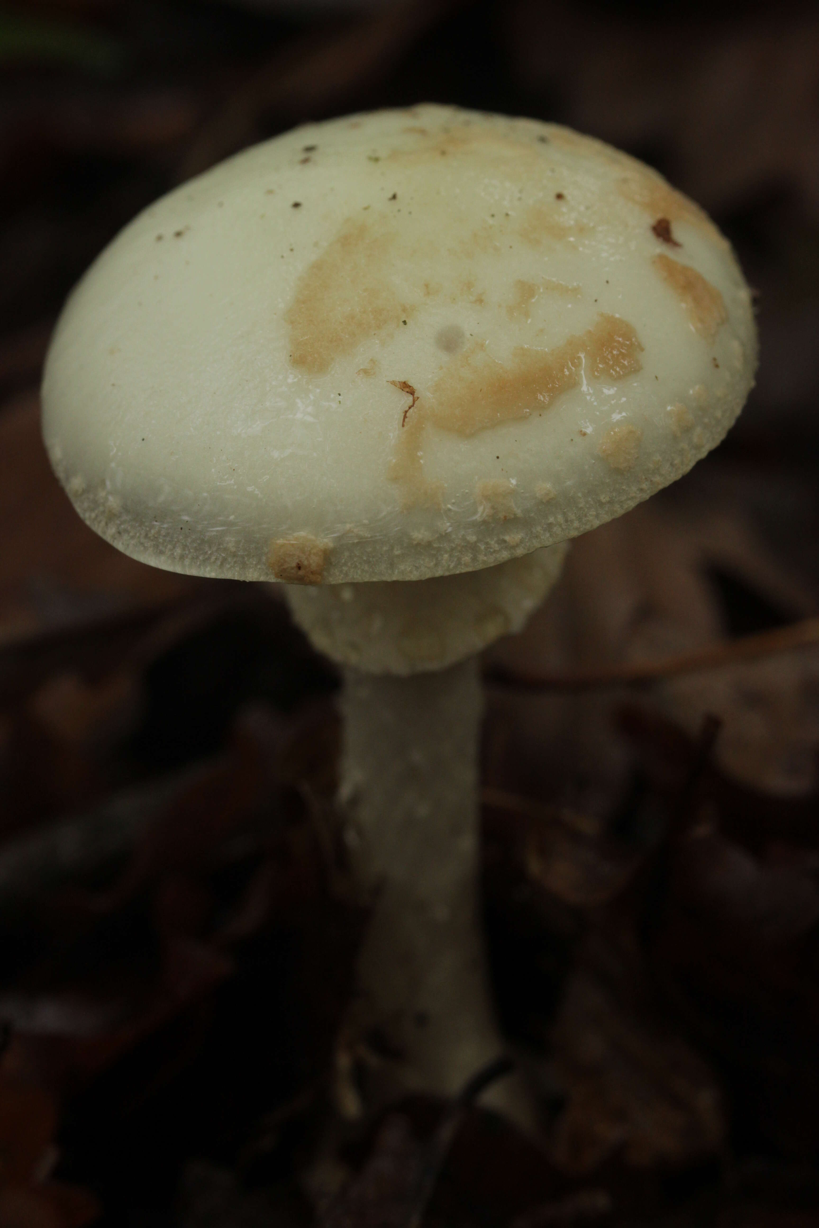 Image of False deathcap