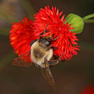 Image of Common Eastern Bumblebee