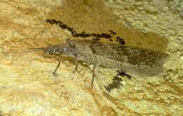 Image of New Zealand dobsonfly