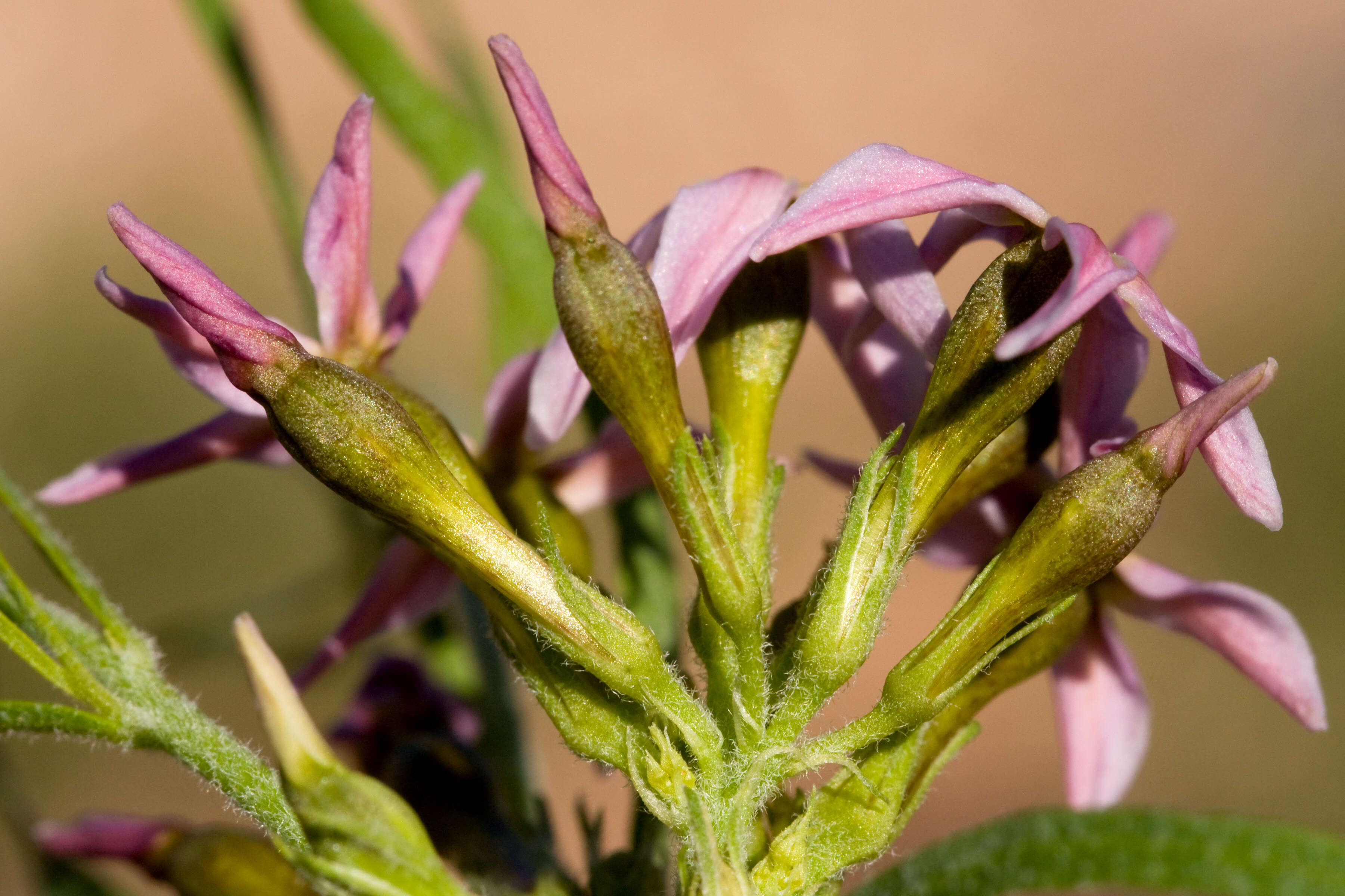 Image of woolly bluestar