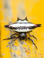 Image of Gasteracantha geminata (Fabricius 1798)