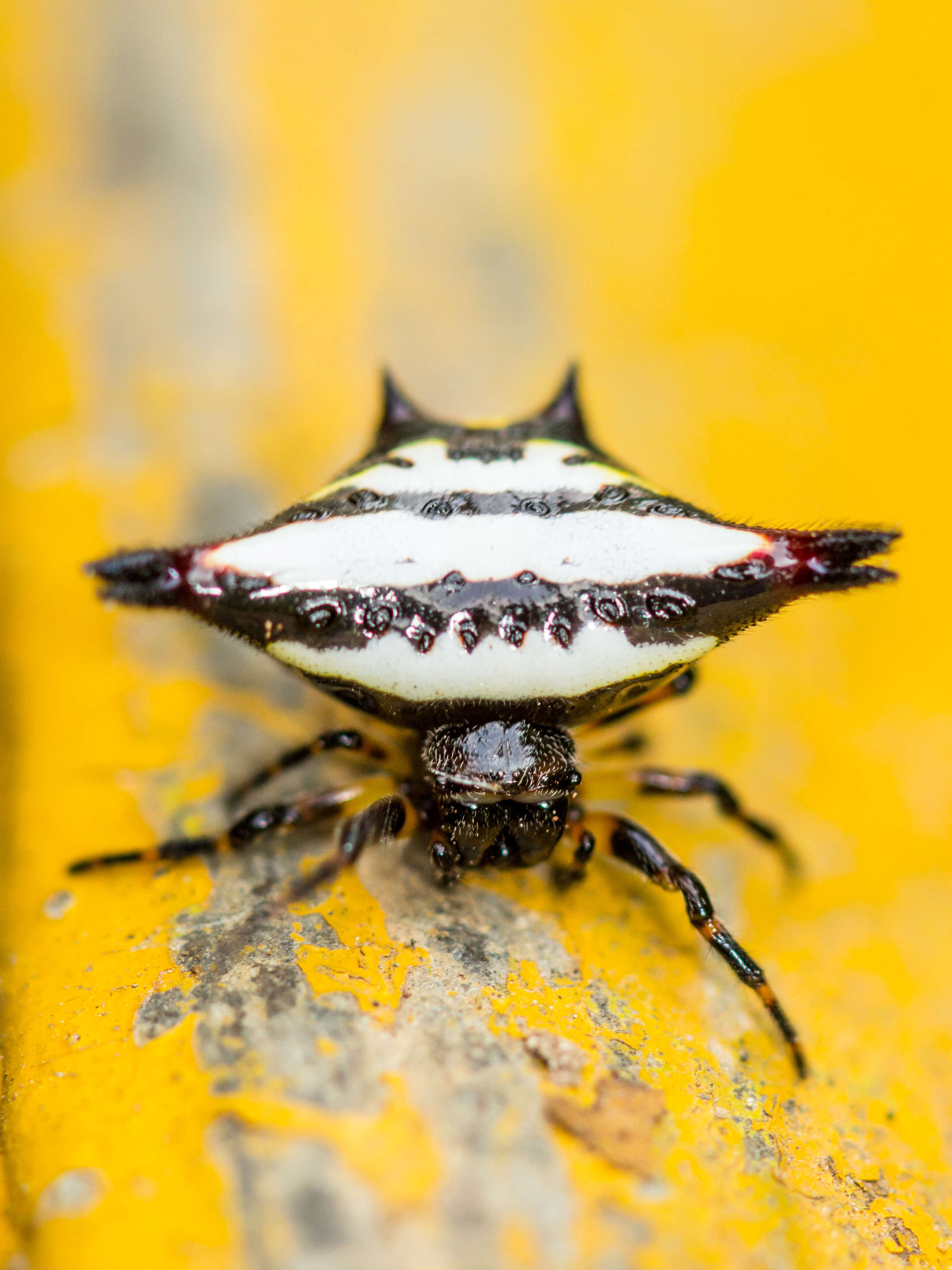 Image of Gasteracantha geminata (Fabricius 1798)