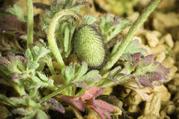 Image of Iceland Poppy