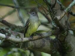 Elaenia flavogaster (Thunberg 1822) resmi