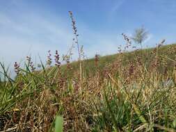 Image of stalked bur grass