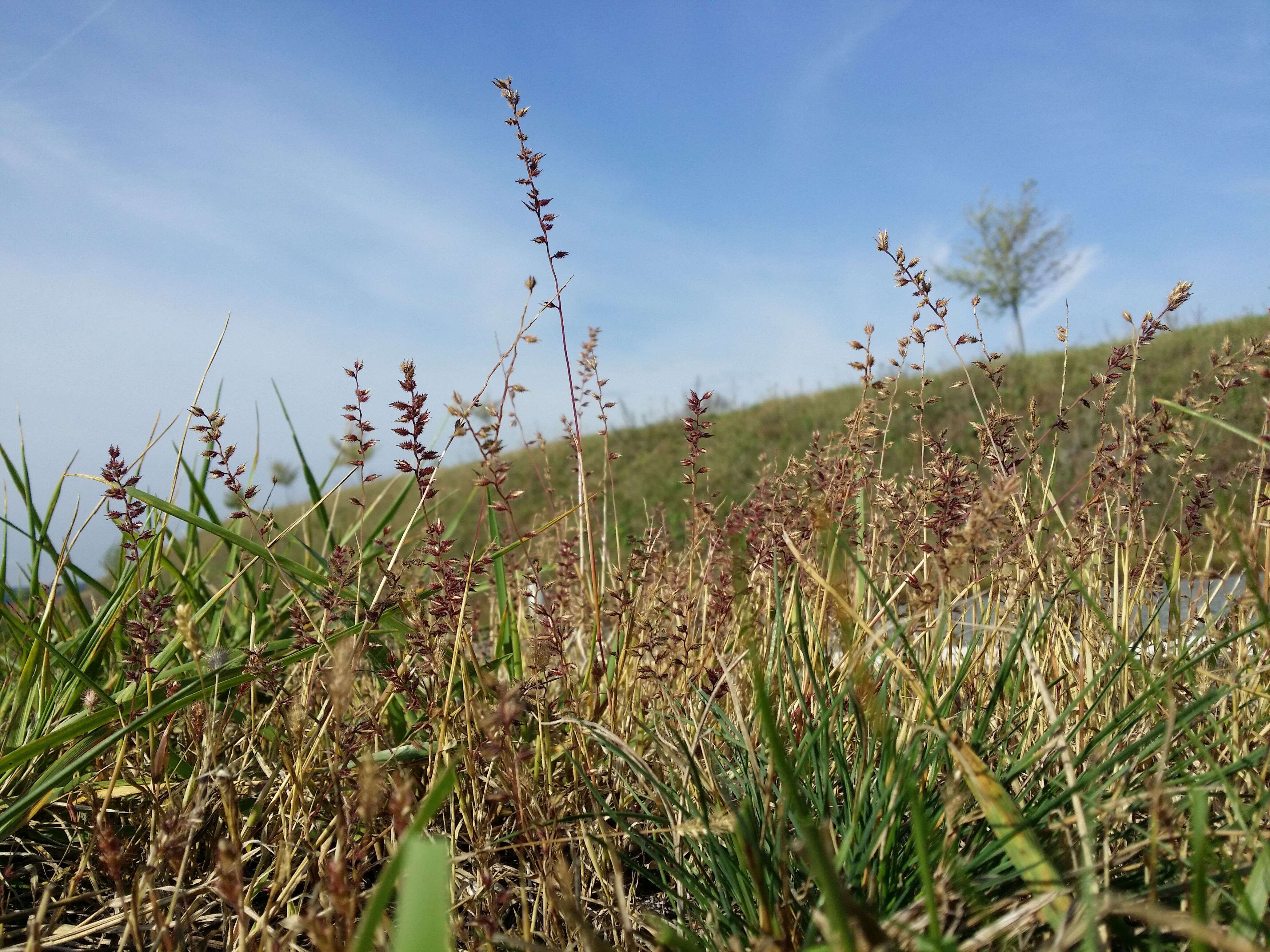 Image of stalked bur grass