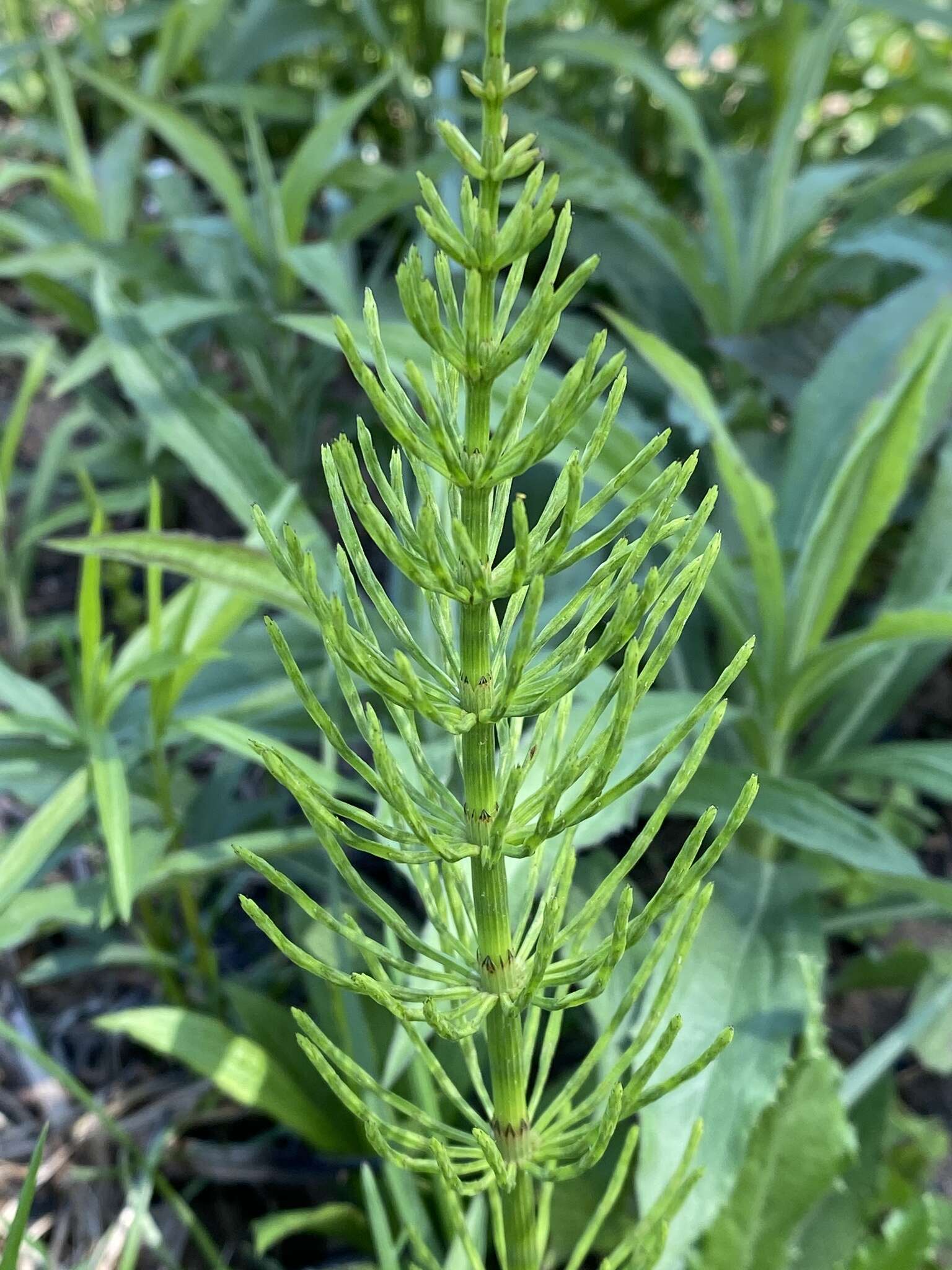 Image of field horsetail