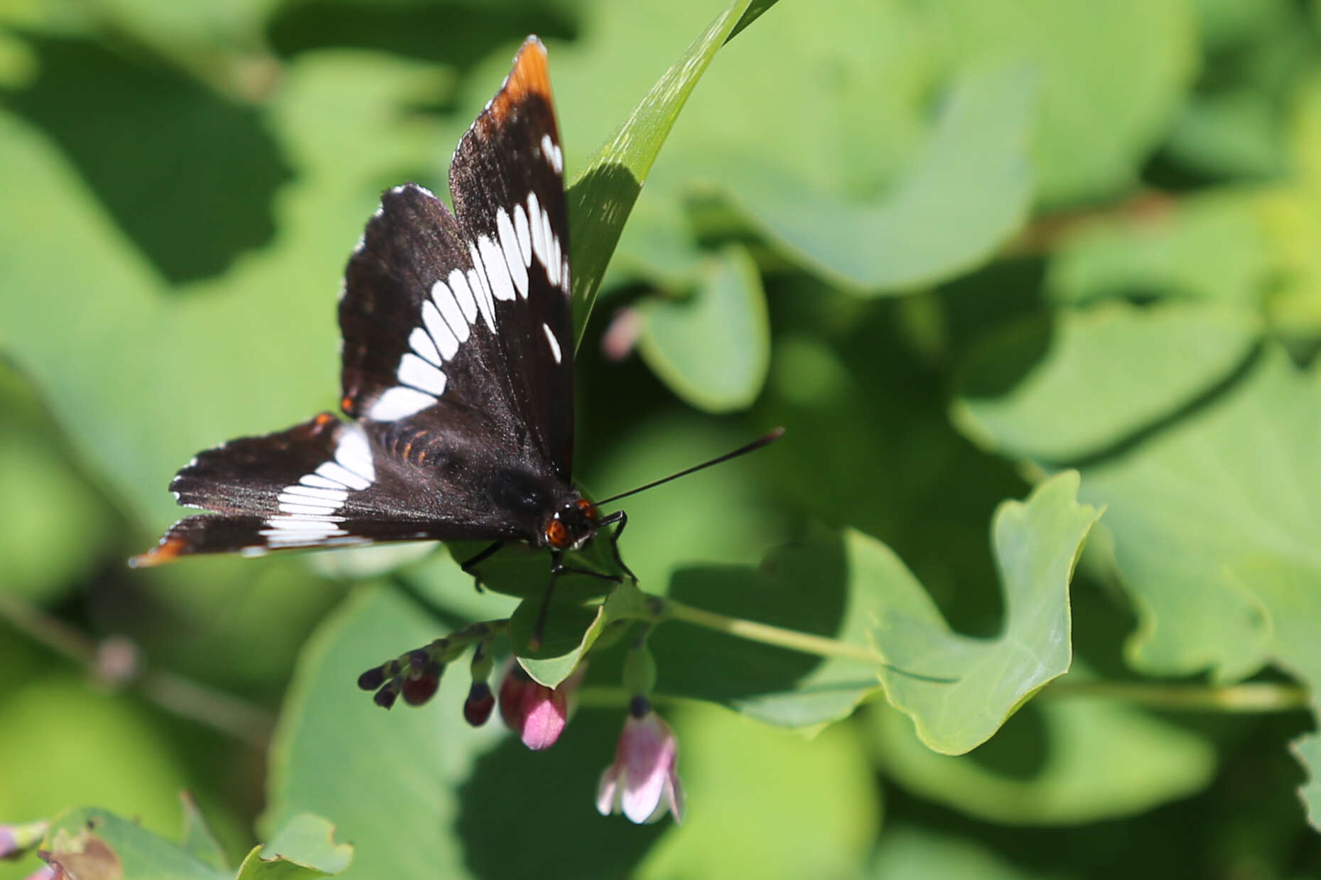 Image of Lorquin's Admiral